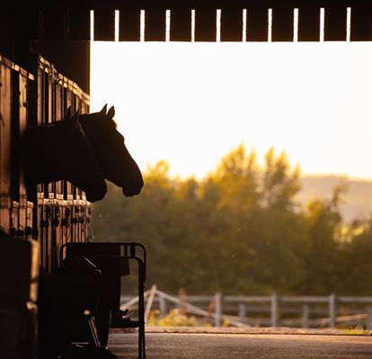 Køb en slowfeeder til hest hos Dan Egtved
