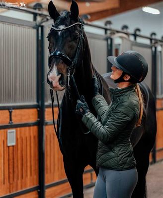 Se udvalget af vetcur til hest – mypets.dk